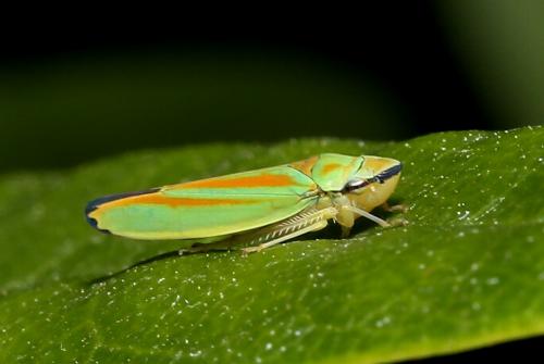Graphocephala fennahi